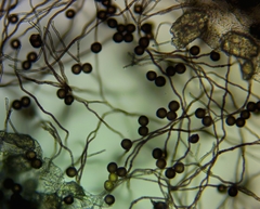 Polyschismium chailletii