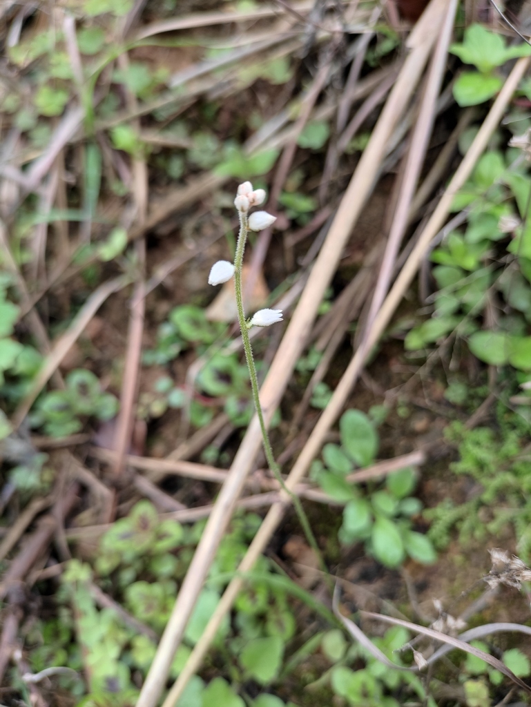 Aletris scopulorum