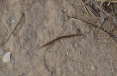 Arthrorhabdus pygmaeus