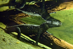 West African Dwarf Crocodile photo 2