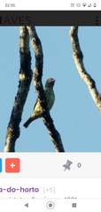 Oxyruncus cristatus