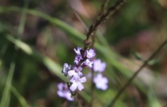 Verbena menthifolia