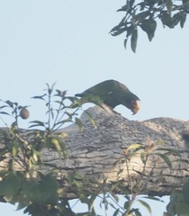 Amazona xantholora