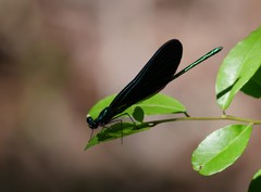 Calopteryx maculata image