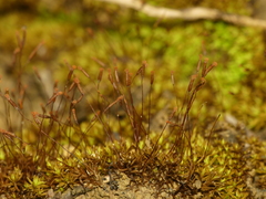 Tortella humilis