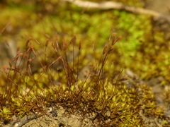 Tortella humilis