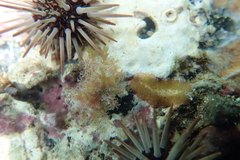 Thysanozoon tentaculatum