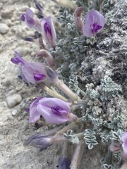 Astragalus phoenix