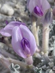 Astragalus phoenix