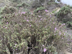 Linanthus californicus ssp. tomentosus