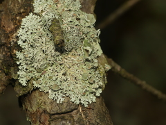 Imshaugia placorodia