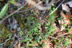 Vaccinium macrocarpon