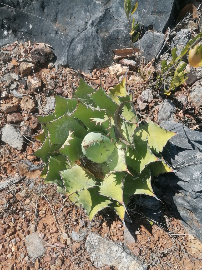 Agave potatorum, Santa Catarina Cuixtla, Oax., México