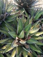 Agave kerchovei