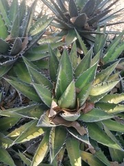 Agave kerchovei