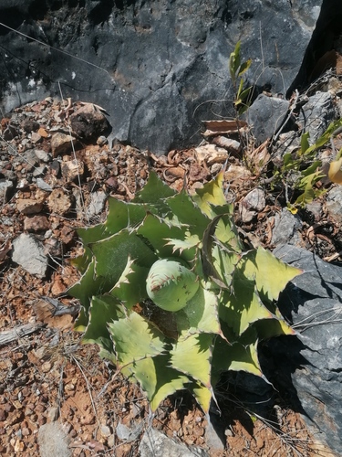 Agave potatorum