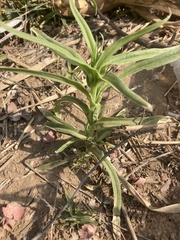 Silene conoidea
