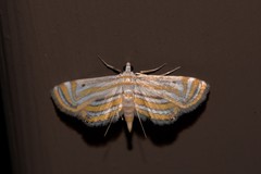 Parapoynx villidalis