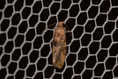 Lobesia transtrifera