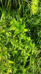 Dunalia brachyacantha