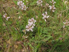 Astragalus distortus engelmannii