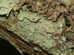 Crespoa crozalsiana