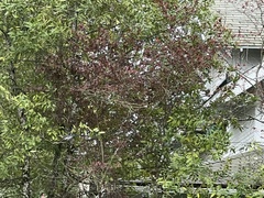 Aphelocoma californica