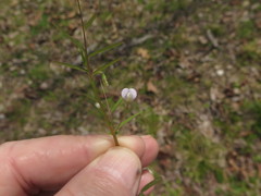 Vicia minutiflora
