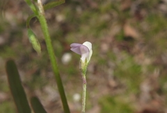 Vicia minutiflora
