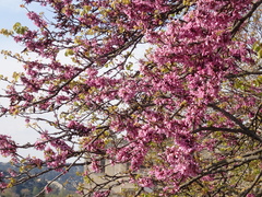 Cercis siliquastrum