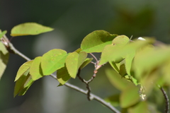 Amelanchier interior
