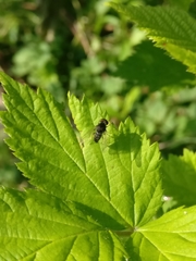 Chrysopilus proximus