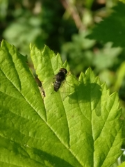 Chrysopilus proximus