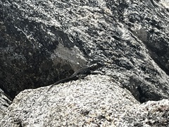 Sceloporus occidentalis taylori