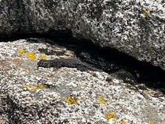 Sceloporus occidentalis taylori