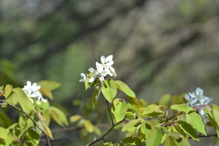 Amelanchier interior