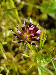 Trifolium variegatum