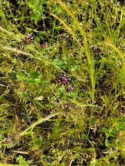 Trifolium variegatum