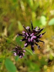 Trifolium variegatum
