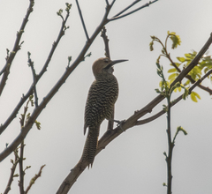 Colaptes fernandinae