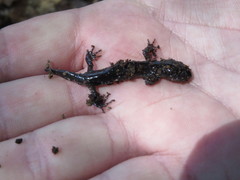 Ambystoma jeffersonianum