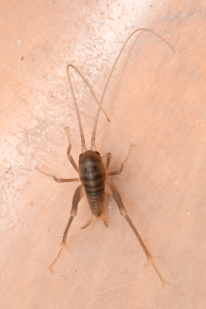 San Diego Camel Cricket