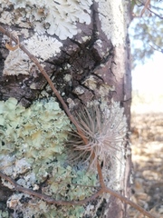 Viridantha