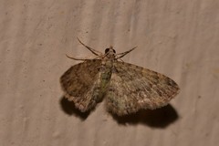 Chloroclystis mniochroa