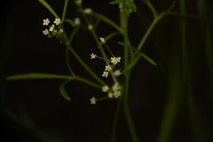 Apiastrum angustifolium