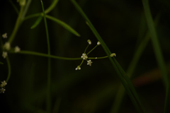 Apiastrum angustifolium