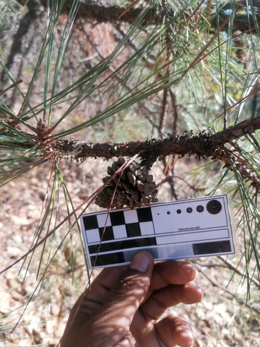 Lawson's pine (Pinus lawsonii)