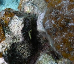 Notaulax occidentalis