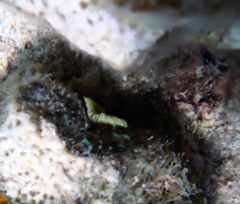 Notaulax occidentalis