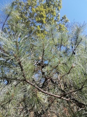 Pinus lawsonii